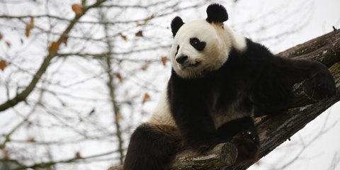 Ο Γιουάν Ζι, το αρσενικό πάντα που φεύγει από τη Γαλλία για να επιστρέψει στην Κίνα