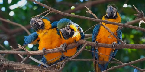 Πολύχρωμοι παπαγάλοι Μακάο «ποζάρουν» στο φακό σε πάρκο στην Βραζιλία