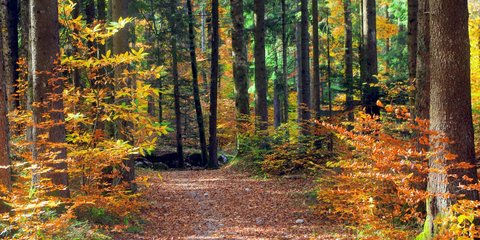 Γιατί η φύση επέλεξε να βάψει τα φύλλα κόκκινα, κίτρινα ή πορτοκαλί πριν αυτά πέσουν; / SHUTTERSTOCK