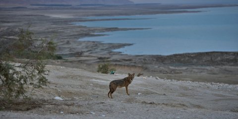 Η μοναξιά ενός τσακαλιού στη Νεκρά Θάλασσα
