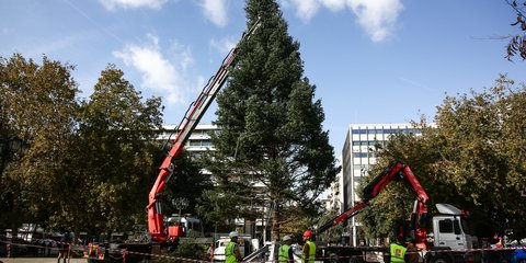 Χριστουγεννιάτικο δένδρο στο Σύνταγμα
