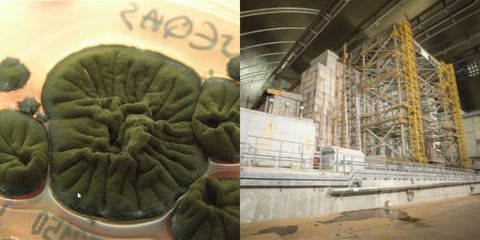 O μύκητας που τρέφεται με ραδιενέργεια εντοπίστηκε στους χώρους του αντιδραστήρα 4 του Τσερνόμπιλ