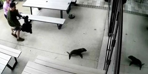 Μικροσκοπική φώκια μπήκε σε... μπαρ στη Νέα Ζηλανδία 