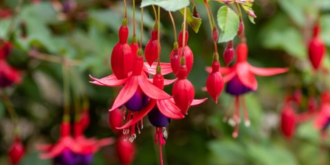 Το φυτό που κρέμεται σαν διακοσμητικό