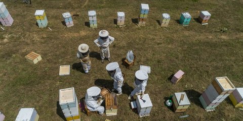 μελισσοκομία