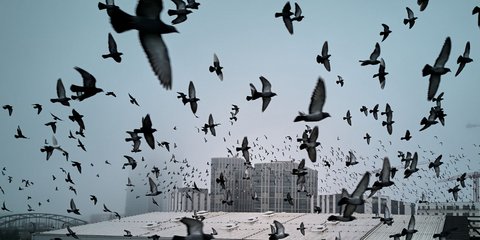 Περιστέρια στον ουρανό της Φρανκφούρτης, εν μέσω ομίχλης