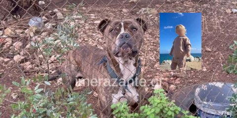 To πίτμπουλ και το παιδί που έχασε τη ζωή του από την επίθεσή του