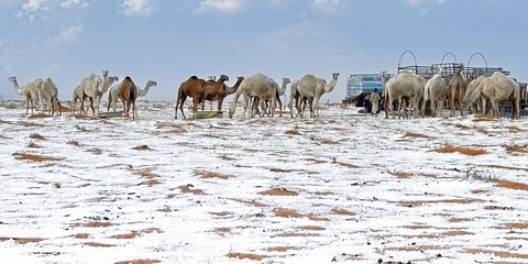 Χιονόπτωση στην έρημο της Σαουδικής Αραβίας