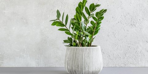 Πέντε φυτά εσωτερικού χώρου που ευδοκιμούν χωρίς πολύ φως -Δίνουν ζωντάνια σε σκοτεινούς χώρους