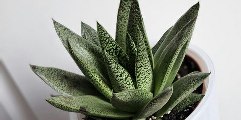 Αλόη βέρα/Φωτογραφία Unsplash