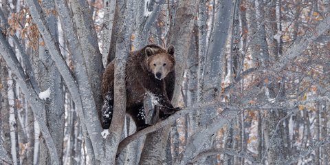 Αρκούδα δένδρα