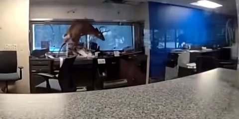  Ελάφι εισέβαλε σε τράπεζα και εγκλωβίστηκε
