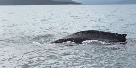 φαλαινα στον Παγασητικό