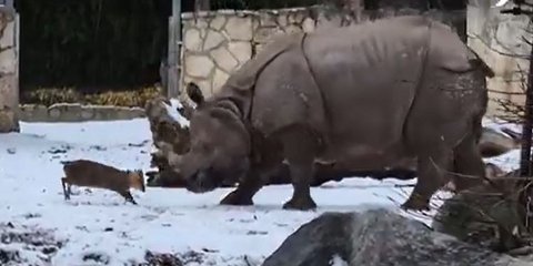 Ελάφι εναντίον ρινόκερου 