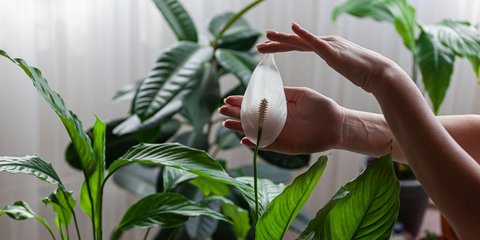 Ούτε ο φίκος, ούτε ο πόθος: Αυτό είναι το κομψό φυτό που καθαρίζει την ατμόσφαιρα του σπιτιού τον χειμώνα