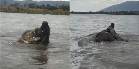 Η μάχη του βούβαλου με τον κροκόδειλο στα νερά του ποταμού Ζαμβέζη