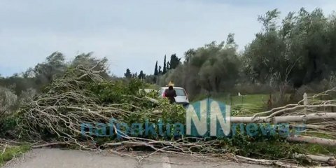 Ξεριζωμένο δέντρο 