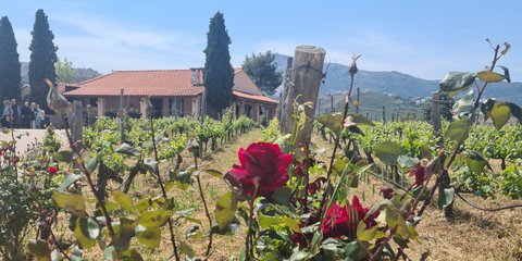 τριανταφυλλια αμπελωνας