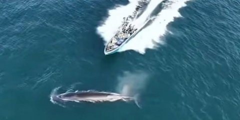 Η στιγμή της σύγκρουσης του αλιευτικού σκάφους με τη φάλαινα στην Κίνα