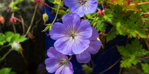 Το μωβ πολυετές φυτό που είναι ιδανικό για γλάστρες και δεν απαιτεί ιδιαίτερη φροντίδα