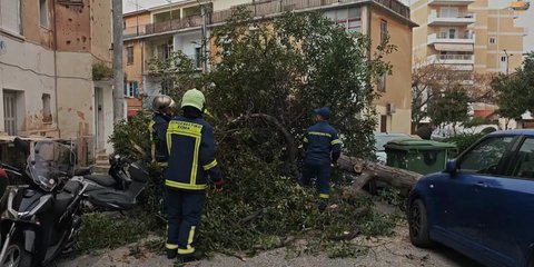 Πεσμένο δέντρο 