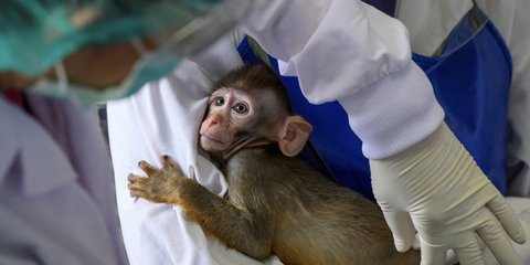 δοκιμες σε ζωα