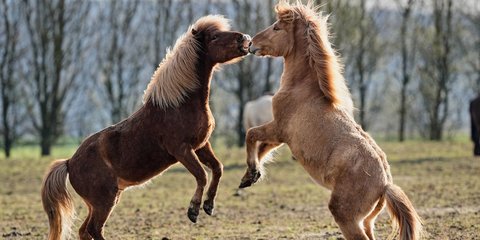 Ισλανδικά άλογα παίζουν σε ιπποφορβείο στη Γερμανία