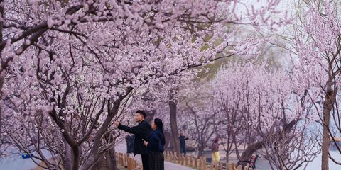 Παρατηρώντας ανθισμένες ροδακινιές στα Θερινά Ανάκτορα του Πεκίνου