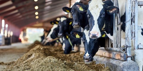 Foot-and-Mouth Outbreak Triggers Strict Animal Ban