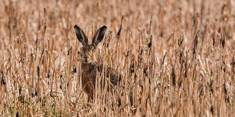 Κρυφτό με λαγό σε χωράφι στα περίχωρα της Φρανκφούρτης