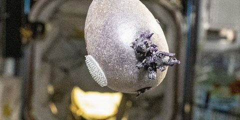 Πατάτα, διάστημα, NASA