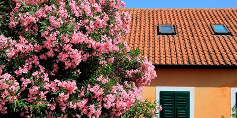 Πικροδάφνες, ένα φυτό που βλέπουμε παντού στην Ελλάδα