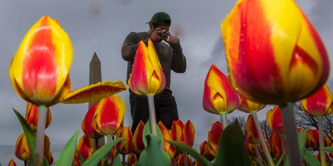 Φωτογραφίζοντας τουλίπες στον Βοτανικό Κήπο της Ουάσιγκτον 