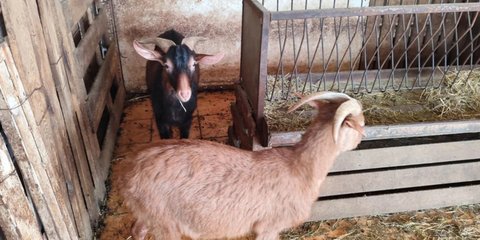Architect and Property Developer Ran Secret Rooftop Farm With 61 Animals in Central Athens for Five Years