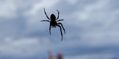 Αράχνη (AP Photo/Michael Probst)