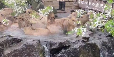 Τεράστια καπιμπάρα κάνουν «σπα» στην Ιαπωνία