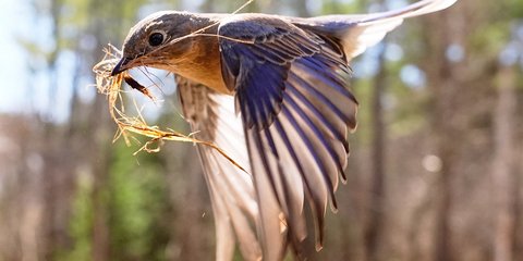 Γαλαζοπαπαδίτσα μεταφέρει πευκοβελόνες στη φωλιά της