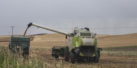 Καλλιέργειες 