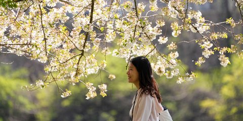 Περπατώντας κάτω από ανθισμένες κερασιές στη Φιλαδέλφεια