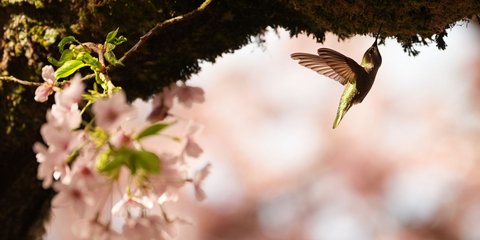 Κολιμπρί μαζεύει βρύα για να φτιάξει φωλιά σε ανθισμένη κερασιά