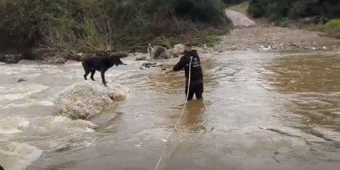 Tσοπανόσκυλα Χαλκιδική
