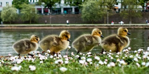Χηνάκια κάνουν βόλτα κατά μήκος του ποταμού Μάιν στη Φρανκφούρτη
