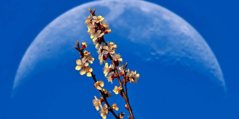 Πανσέληνος 