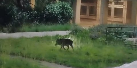 Αγριογούρουνο στην πανεπιστημιούπολη στην Πάτρα