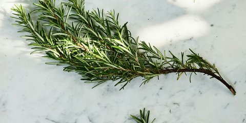 Δενδρολίβανο: Το αρωματικό φυτό που φρεσκάρει και θωρακίζει το σπίτι -Κρατά τα ανεπιθύμητα έντομα μακριά