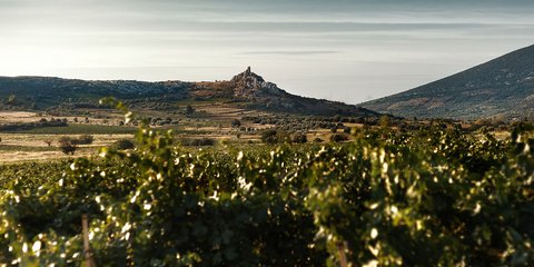 αμπελώνας κτήμα κρασία αμπέλι Κτήμα Μουσών Άσκρη 