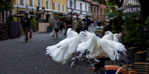 Περιστέρια κάθονται στην Παλιά Πόλη του Βίλνιους