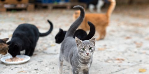 Αδέσποτες γάτες 