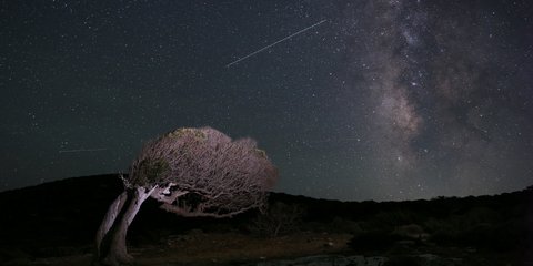 Ανεμοδαρμένο δένδρο στέκει κάτω από τον γαλαξία, στην Αμοργό