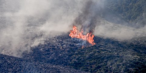 Wildfire 